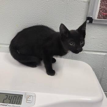 Xemnas -  Domestic Short Hair Cat for Adoption in Chattanooga, Tennessee - Xemnas | PetCurious