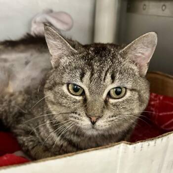 Domestic Short Hair Cats Available for Adoption in Buffalo, New York - Robbins | PetCurious
