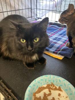 Domestic Short Hair Cats Available for Adoption - Blake | PetCurious