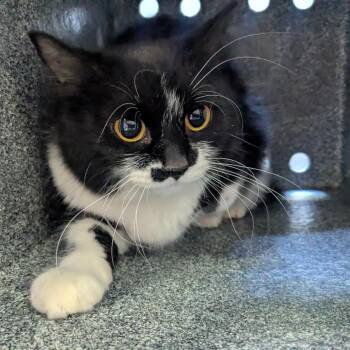 Domestic Short Hair Cats Available for Adoption in Birmingham, Alabama - Lamona | PetCurious