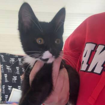 Domestic Short Hair Cats Available for Adoption in Sioux Falls, South Dakota - Checkers | PetCurious