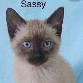 Sassy -  Siamese Cat for Adoption in Wyandotte, Michigan - Sassy | PetCurious