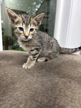 Lucien -  Tabby Cat Available for Adoption in Clarksville, Tennessee - Lucien | PetCurious