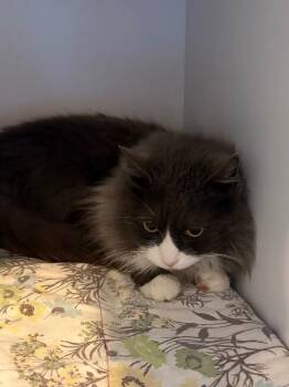 Domestic Medium Hair Cats Available for Adoption - Mr. Business | PetCurious