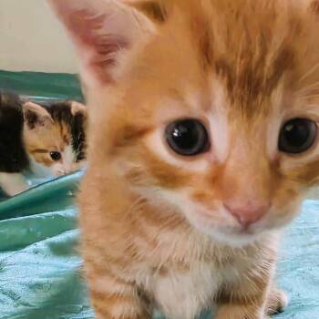 Domestic Short Hair Cats Available for Adoption in Piscataway, New Jersey - Jake | PetCurious