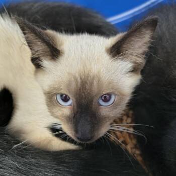 Yeti -  Siamese Cat for Adoption in Moses Lake, Washington - Yeti | PetCurious