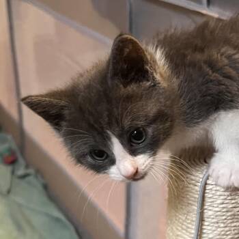 Domestic Short Hair Cats Available for Adoption in North Branford, Connecticut - 26-134 Millie | PetCurious