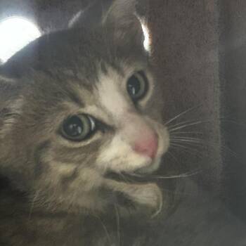 AHNJ-Stray-122273 -  Domestic Short Hair Cat for Adoption in Newark, New Jersey - AHNJ-Stray-122273 | PetCurious