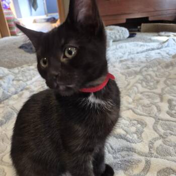 Perth -  Domestic Short Hair Cat for Adoption in Buffalo, Minnesota - Perth | PetCurious