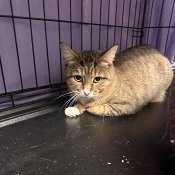 25-202 Disco -  Domestic Short Hair Cat for Adoption in North Branford, Connecticut - 25-202 Disco | PetCurious