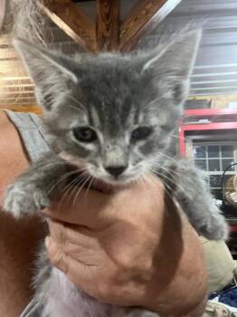 Winnie -  Domestic Short Hair Cat for Adoption in Cromwell, Kentucky - Winnie | PetCurious