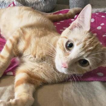 Domestic Medium Hair Cats Available for Adoption - Velcro (#2) | PetCurious