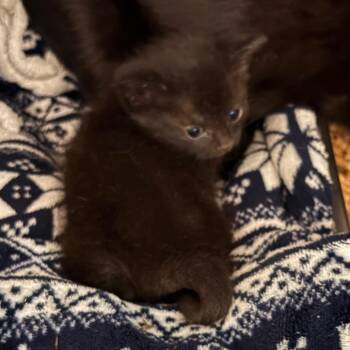Domestic Short Hair Cats Available for Adoption in Troy, Virginia - Gretchen | PetCurious