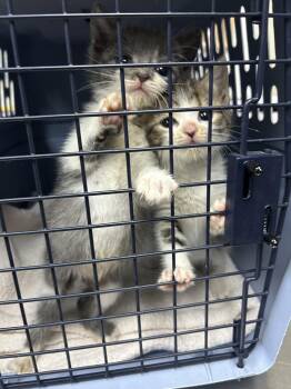 Shao Kahn -  Domestic Short Hair Cat for Adoption in Sanford, North Carolina - Shao Kahn | PetCurious