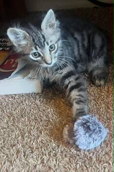 Captain -  Tabby Cat for Adoption in St. George, Utah - Captain | PetCurious