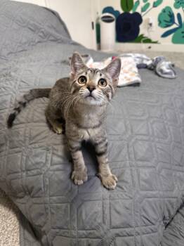 Baby Spice -  Domestic Short Hair Cat for Adoption in Denver, Colorado - Baby Spice | PetCurious
