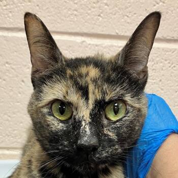 Murphy -  Domestic Short Hair Cat for Adoption in Las Cruces, New Mexico - Murphy | PetCurious