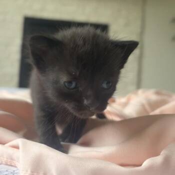 Blackberry -  Domestic Short Hair Cat for Adoption in Lenexa, Kansas - Blackberry | PetCurious