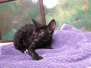 FARAH -  Domestic Short Hair Cat for Adoption in Houston, Texas - FARAH | PetCurious