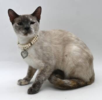 Siamese Cats Available for Adoption in Mobile, Alabama - Tabitha | PetCurious