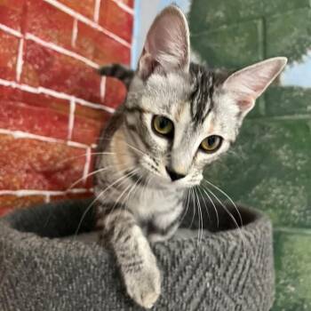 Lily -  Domestic Short Hair Cat for Adoption in Laredo, Texas - Lily | PetCurious