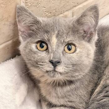 Domestic Short Hair Cats Available for Adoption - Yonah | PetCurious