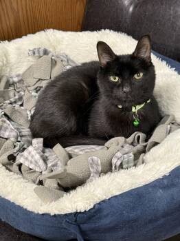 Domestic Short Hair Cats Available for Adoption in Jamestown, North Dakota - Billie | PetCurious