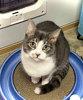 Domestic Short Hair Cats Available for Adoption - Tiegan | PetCurious