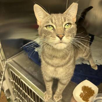 Dracula -  Domestic Short Hair Cat for Adoption in Philadelphia, Pennsylvania - Dracula | PetCurious