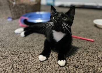 Gibson -  Tuxedo Cat for Adoption in Burnaby, British Columbia - Gibson | PetCurious