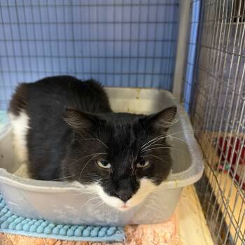 Rescue Domestic Medium Hair Cats for Adoption in Tipton, Iowa - Bruce Wayne | PetCurious