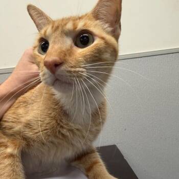 Paul (Herley) -  American Shorthair and Mixed Breed Cat for Adoption in Tampa, Florida - Paul (Herley) | PetCurious