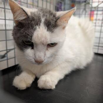 Domestic Short Hair Cats Available for Adoption in League City, Texas - Puddin | PetCurious