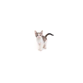 Teaspoon -  Domestic Short Hair Cat for Adoption in Los Angeles, California - Teaspoon | PetCurious