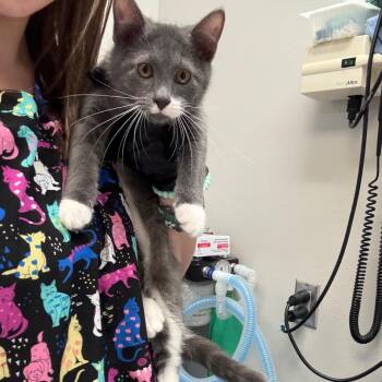 Gary -  Domestic Short Hair Cat for Adoption in Great Falls, Montana - Gary | PetCurious
