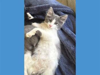 LEX -  Domestic Medium Hair Cat for Adoption in Fort Wayne, Indiana - LEX | PetCurious