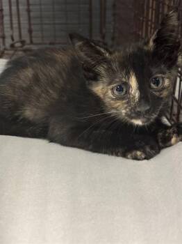 MACY -  Domestic Short Hair Cat for Adoption in Doral, Florida - MACY | PetCurious