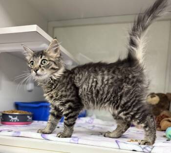 Rescue Maine Coon and Domestic Long Hair Cats for Adoption in Tavares, Florida - Pricilla | PetCurious