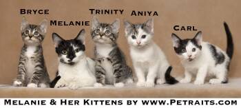 Melanie and kittens -  Domestic Short Hair Cat for Adoption in Chicago, Illinois - Melanie And Kittens | PetCurious