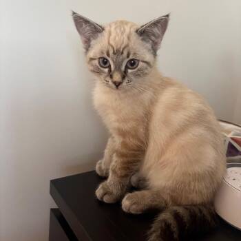 Hanner -  Domestic Short Hair Cat for Adoption in Victoria, British Columbia - Hanner | PetCurious