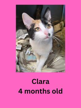 Clara -  Domestic Short Hair Cat for Adoption in Ravenna, Ohio - Clara | PetCurious
