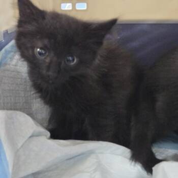 Gretta -  Domestic Short Hair Cat for Adoption in Newark, New Jersey - Gretta | PetCurious
