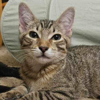 Rescue Domestic Short Hair Cats for Adoption in Santa Ana, California - Sonya | PetCurious