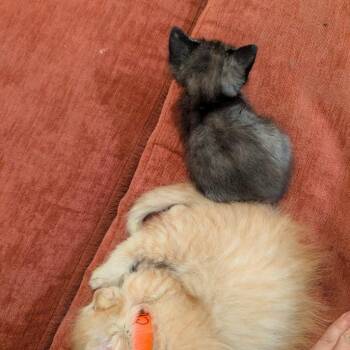 Meatball -  Domestic Short Hair Cat Available for Adoption in Madison, Wisconsin - Meatball | PetCurious