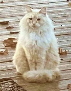 Siamese and Domestic Long Hair Cats Available for Adoption in Pendleton, Oregon - Zeuss | PetCurious