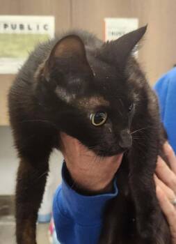 Holly -  American Bobtail and Domestic Short Hair Cat for Adoption in Republic, Missouri - Holly | PetCurious