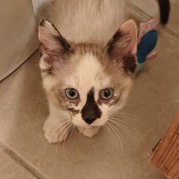 Belle -  Siamese Cat for Adoption in Mount Vernon, Arkansas - Belle | PetCurious