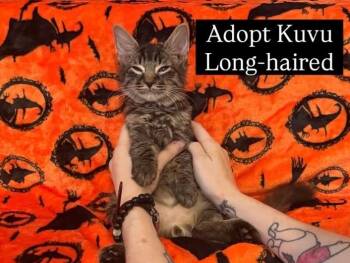 Kovu -  Maine Coon and Tabby Cat for Adoption in Los Angeles, California - Kovu | PetCurious