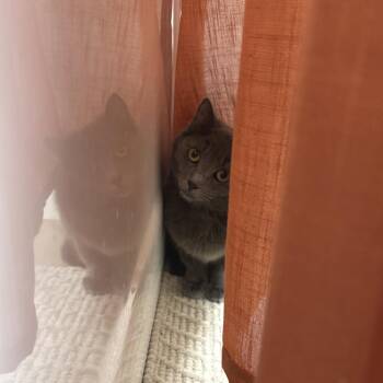 Domestic Short Hair Cats Available for Adoption - Ricochet--In Foster | PetCurious