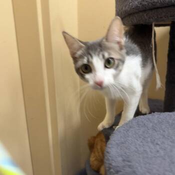 Draco -  Domestic Short Hair Cat for Adoption in Hemet, California - Draco | PetCurious